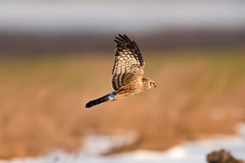 Hen Harrier 埼玉県 Mon, 2/12/2024