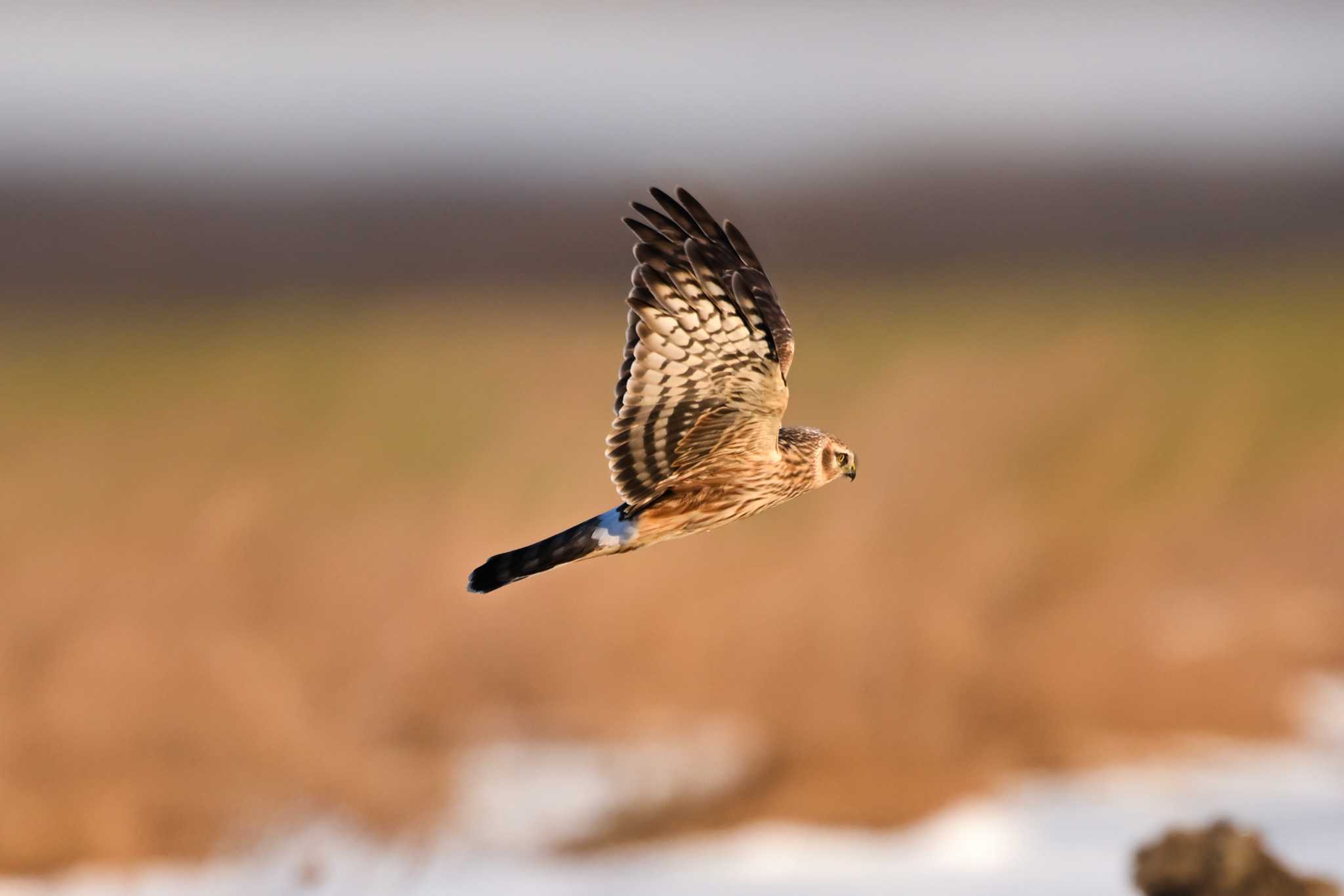 Photo of Hen Harrier at 埼玉県 by Yokai