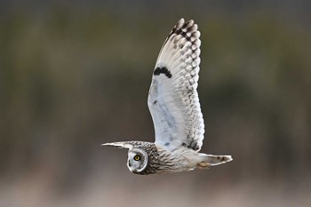 Short-eared Owl 関東地方 Sun, 2/11/2024