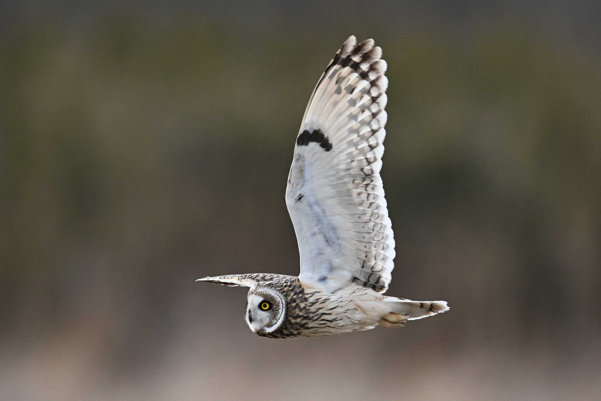 Photo of Short-eared Owl at 関東地方 by Yokai