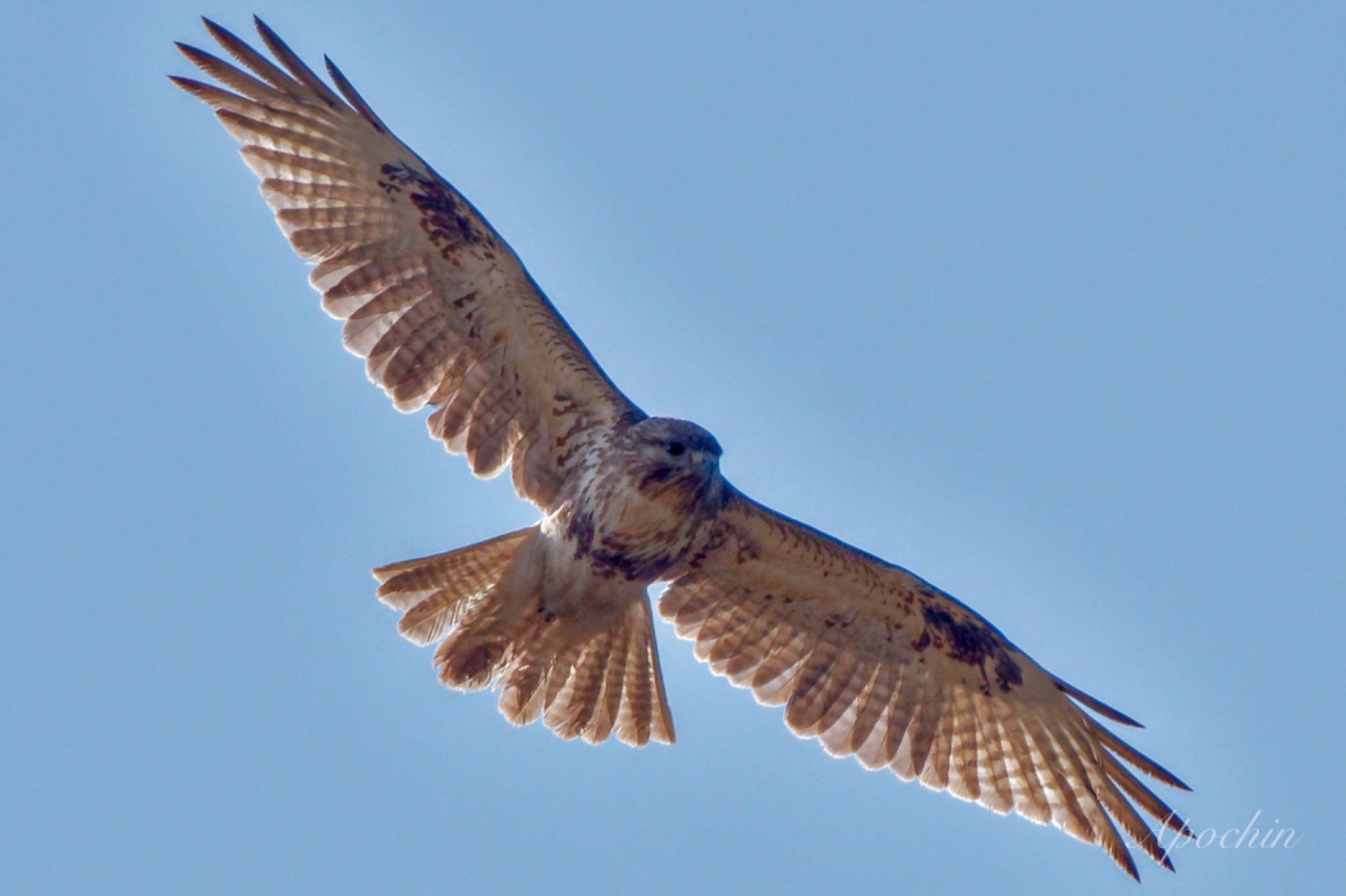 Eastern Buzzard