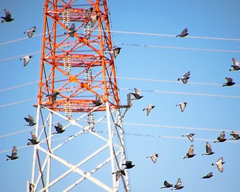 カワラバト 西除川 2024年2月13日(火)