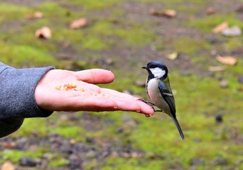 Sun, 12/31/2023 Birding report at Kyoto Gyoen