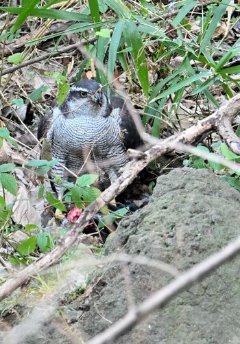 オオタカ 代々木公園 2024年1月7日(日)