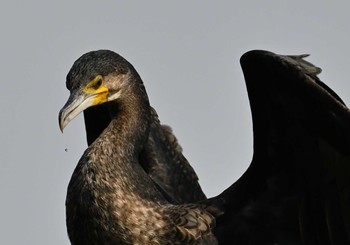 カワウ 東京港野鳥公園 2023年10月28日(土)