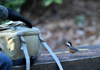 2024年1月3日(水) 京都御苑の野鳥観察記録