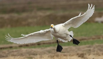 Tundra Swan 滋賀県湖北 Sat, 2/10/2024