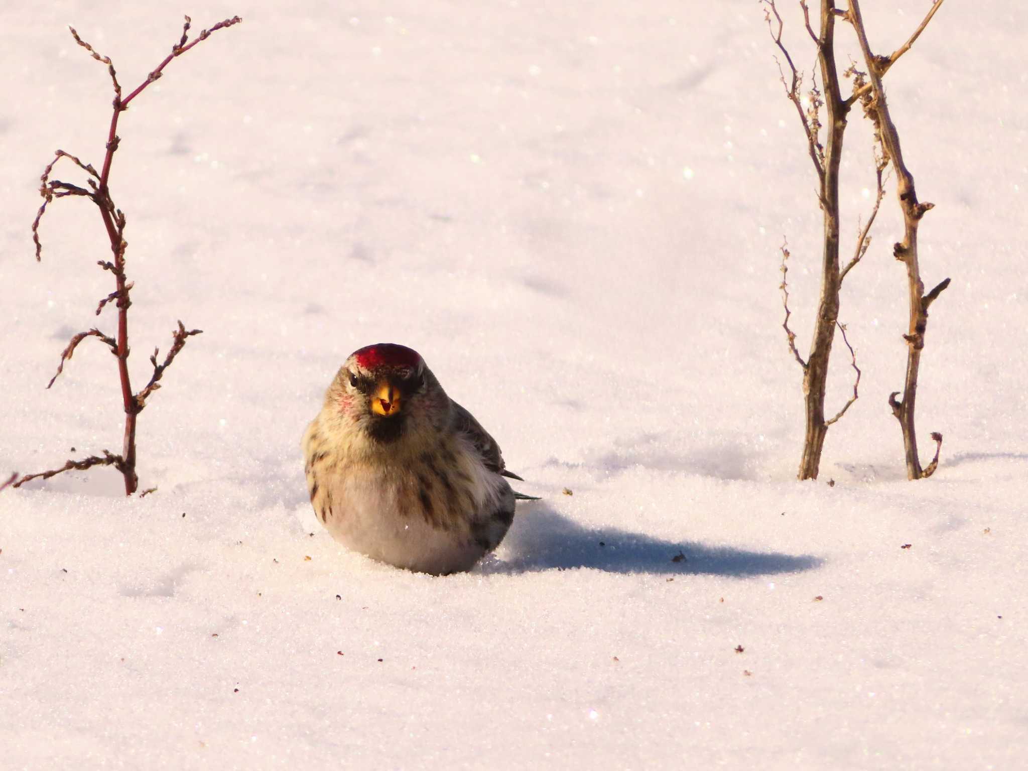 Common Redpoll