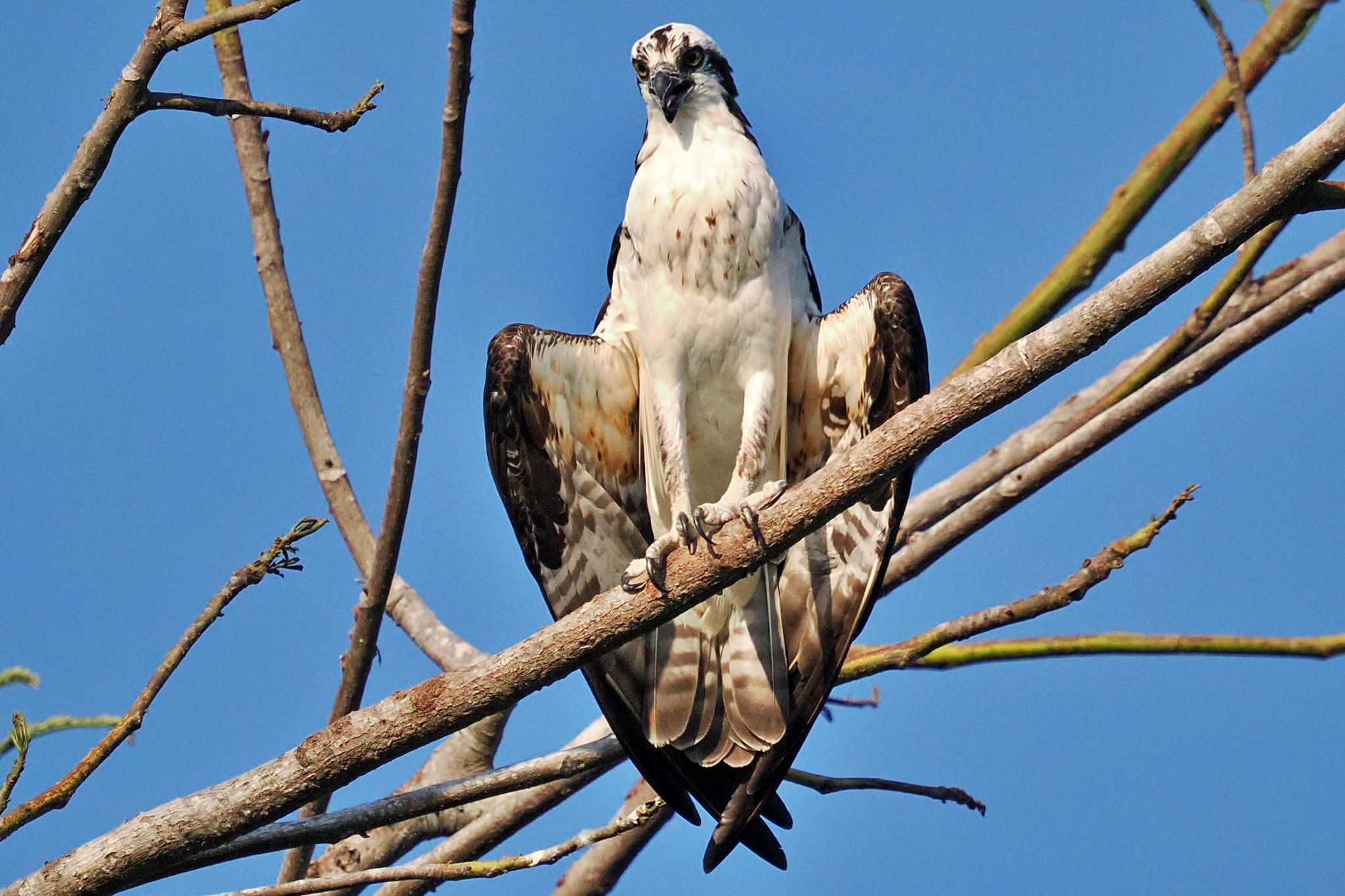 Tarcoles River Cruise(Costa Rica) ミサゴの写真 by 藤原奏冥