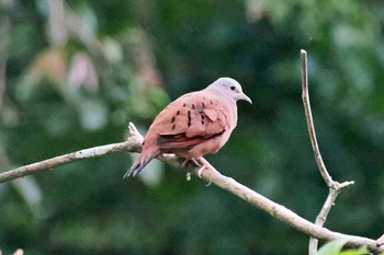 Ruddy Ground Dove Pierella Ecological Garden(Costa Rica) Fri, 2/9/2024