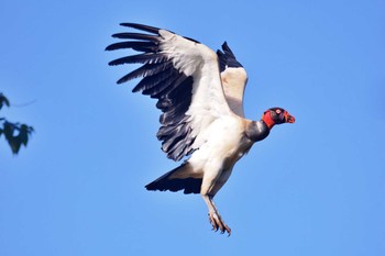 King Vulture San Gerardo De Dota (Costa Rica) Sat, 2/10/2024