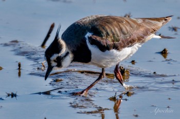 Northern Lapwing 夏目の堰 (八丁堰) Sat, 2/10/2024