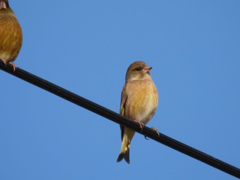 Grey-capped Greenfinch 羽生市中央公園 Sun, 1/28/2024