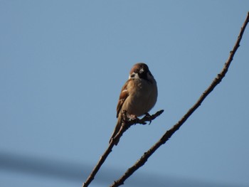 Eurasian Tree Sparrow 羽生市中央公園 Sun, 1/28/2024