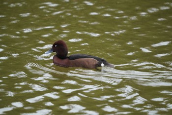 Ferruginous Duck 中央公園 Wed, 1/17/2024