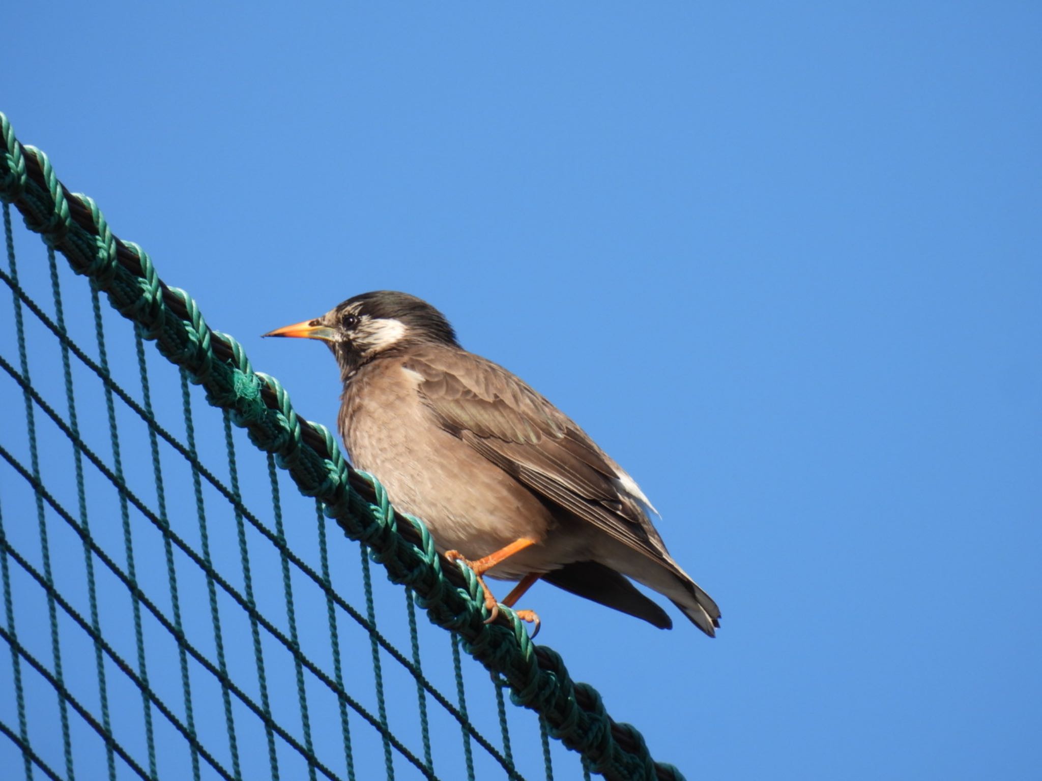 Photo of White-cheeked Starling at 羽生市中央公園 by K