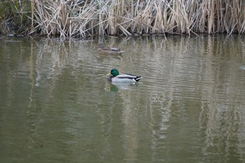 Mallard 中央公園 Wed, 1/17/2024