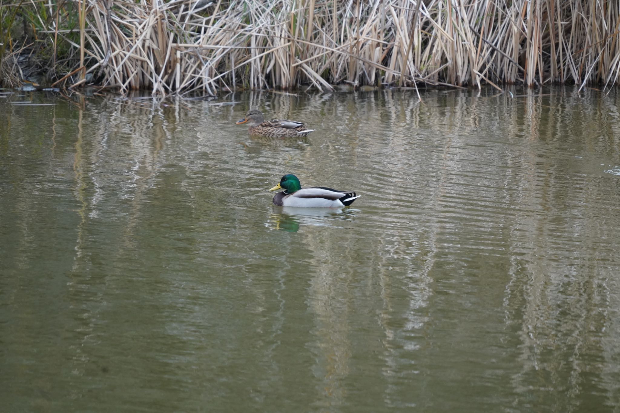 Photo of Mallard at 中央公園 by アカウント8649