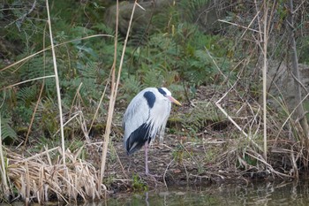 Grey Heron 中央公園 Wed, 1/17/2024