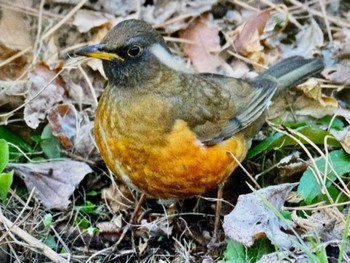 2024年2月14日(水) 葛西臨海公園の野鳥観察記録