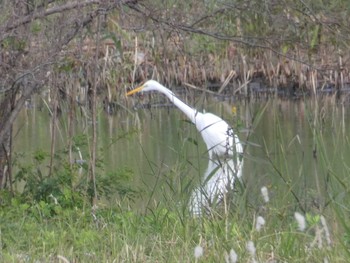 チュウサギ 東京港野鳥公園 2018年11月18日(日)