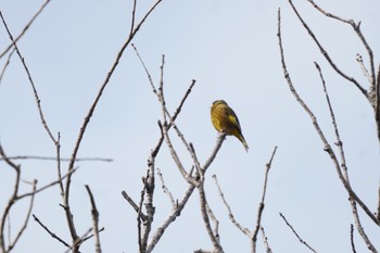 2024年1月17日(水) 夜宮公園の野鳥観察記録