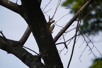 Japanese Pygmy Woodpecker 夜宮公園 Wed, 1/17/2024