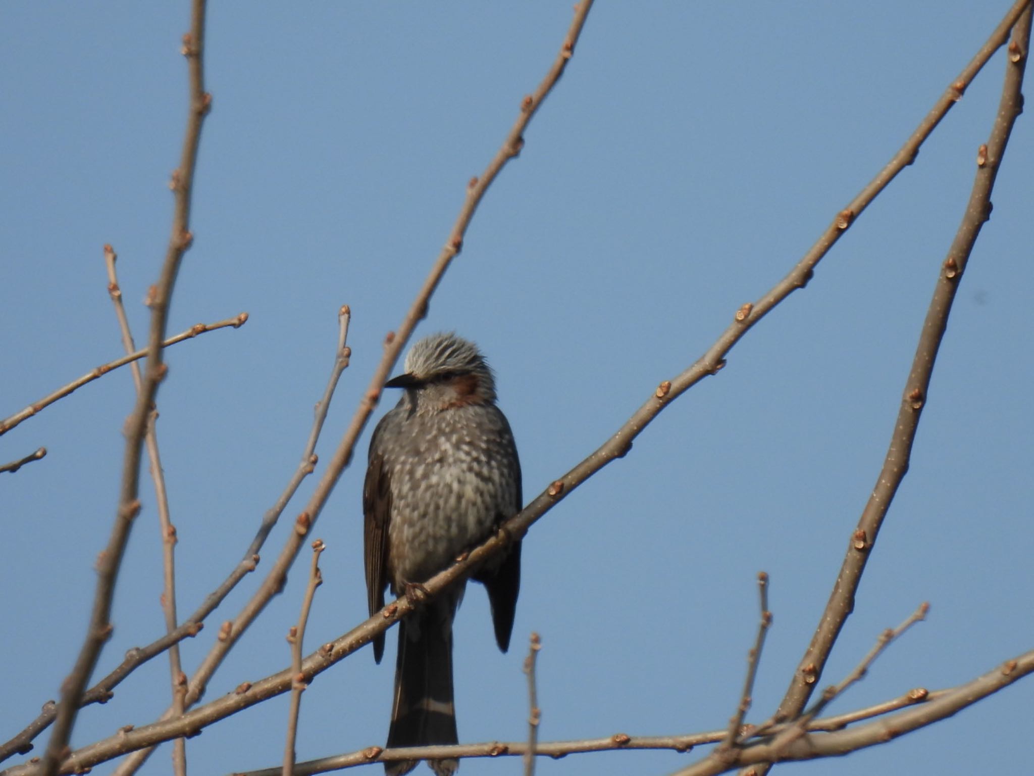 Brown-eared Bulbul