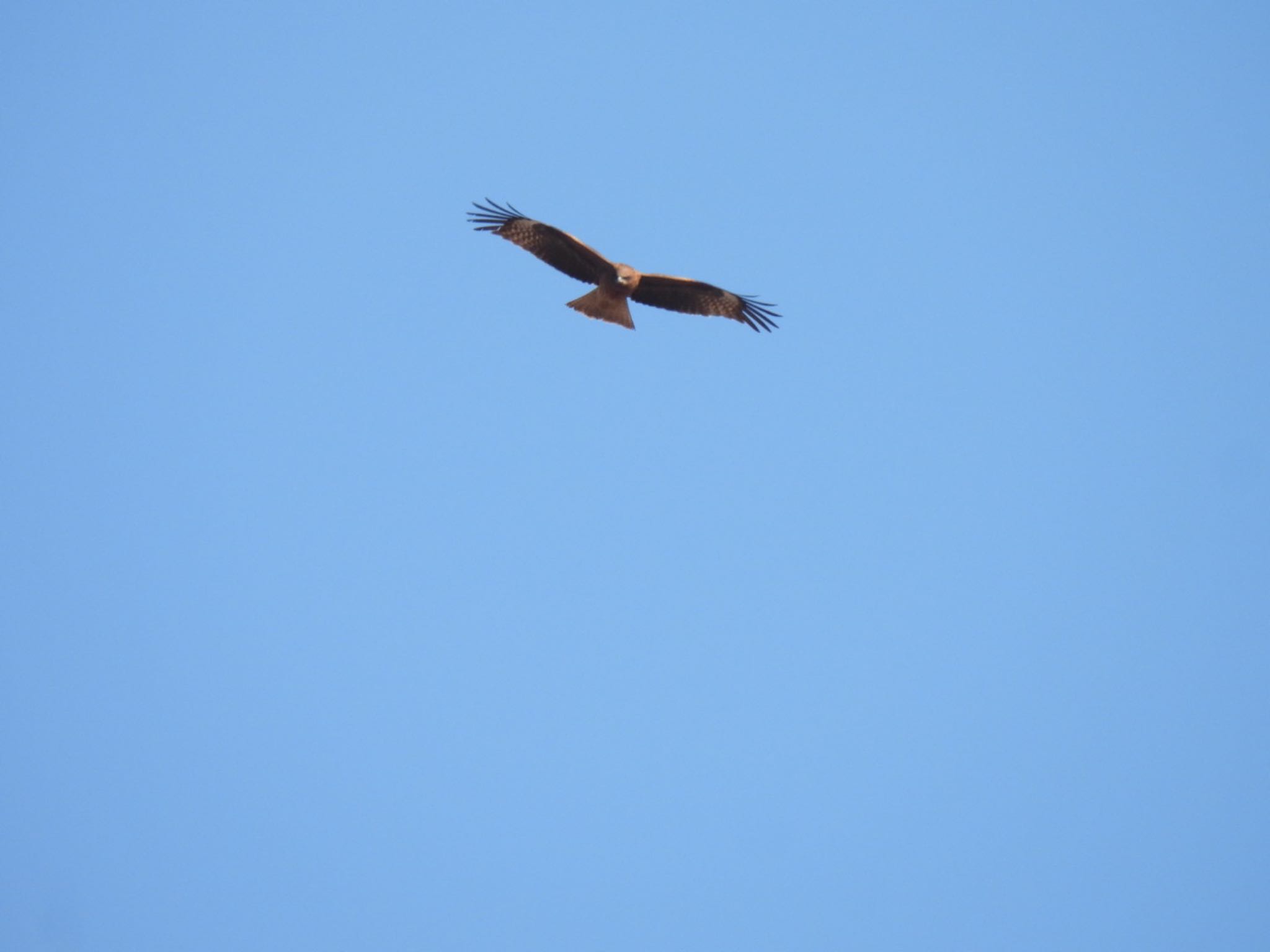 Black Kite