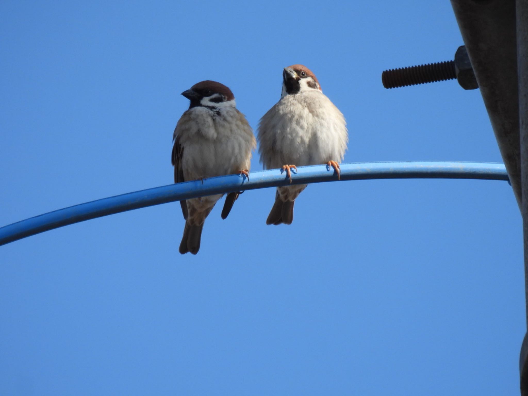 Photo of Eurasian Tree Sparrow at 利根川河川敷 by K