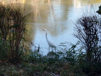 Great Egret Hibiya Park Wed, 2/14/2024