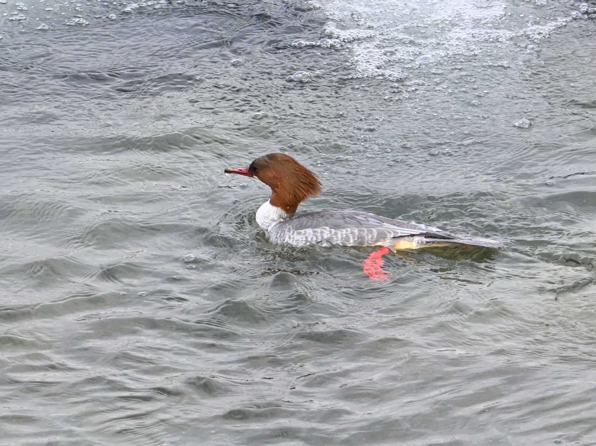 Common Merganser