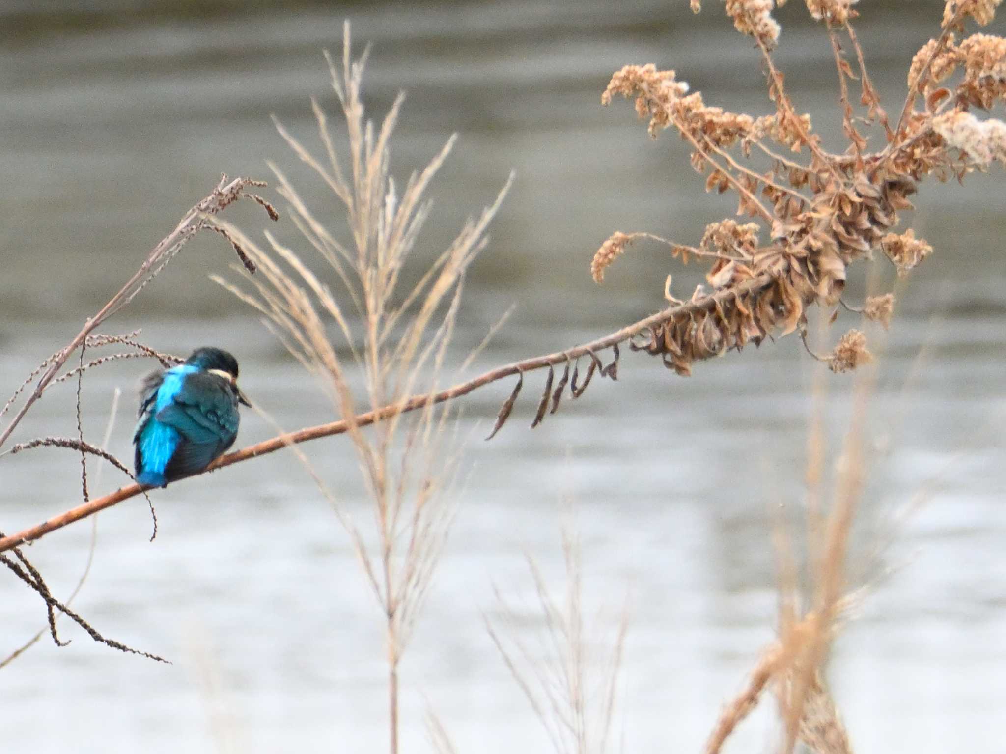 Common Kingfisher