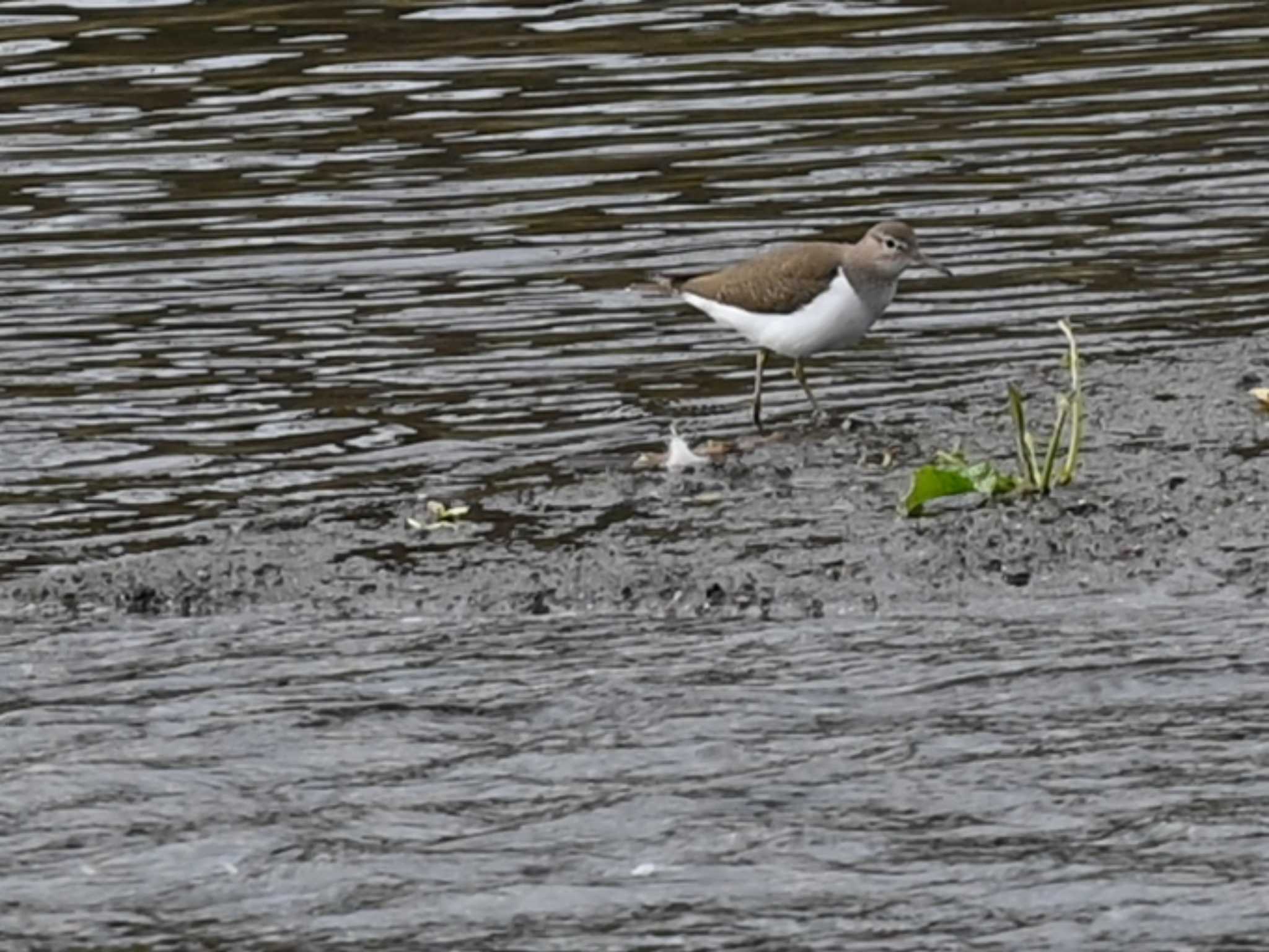 Common Sandpiper