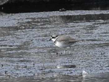 コチドリ 江津湖 2024年2月14日(水)