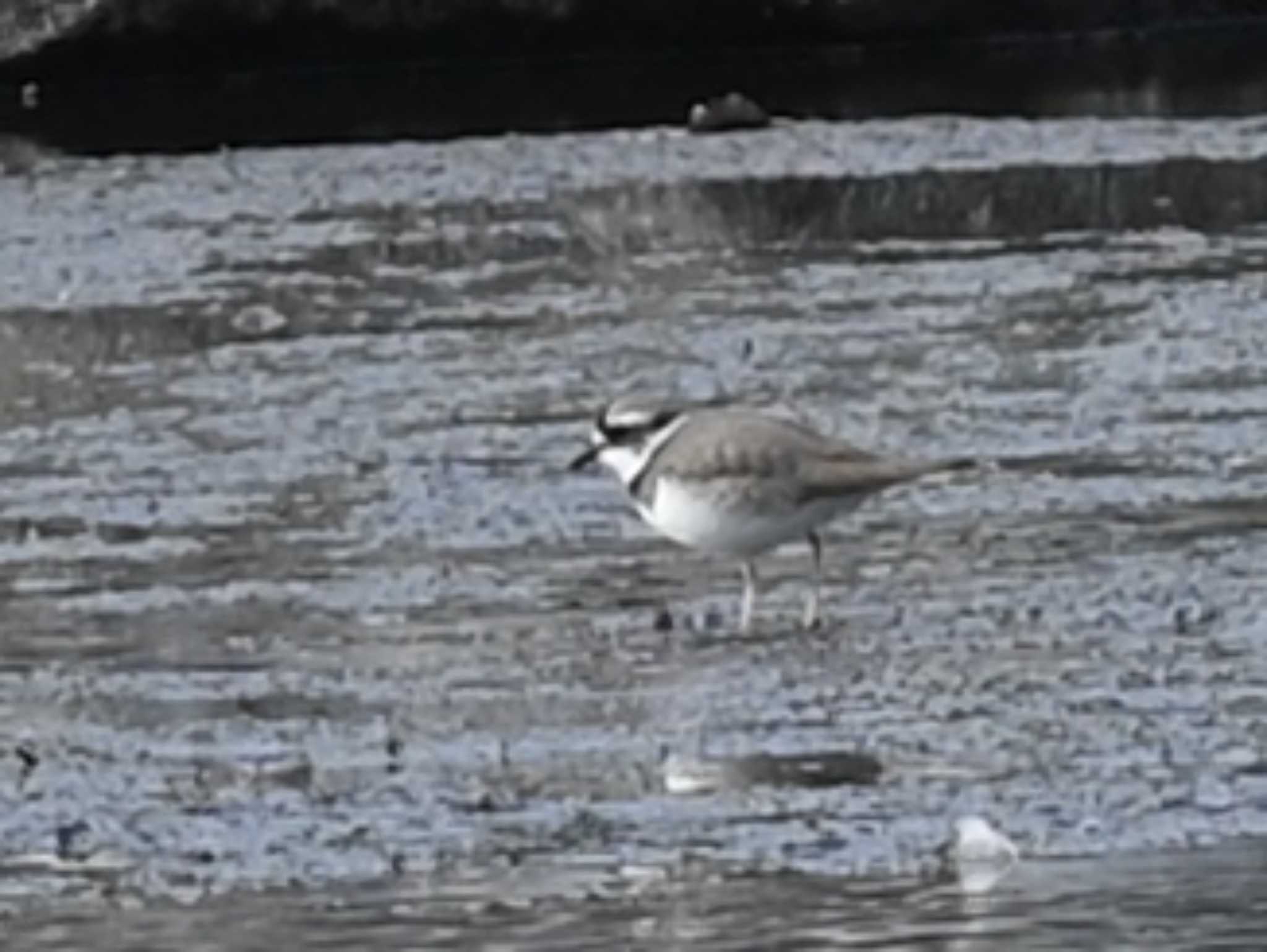 Little Ringed Plover