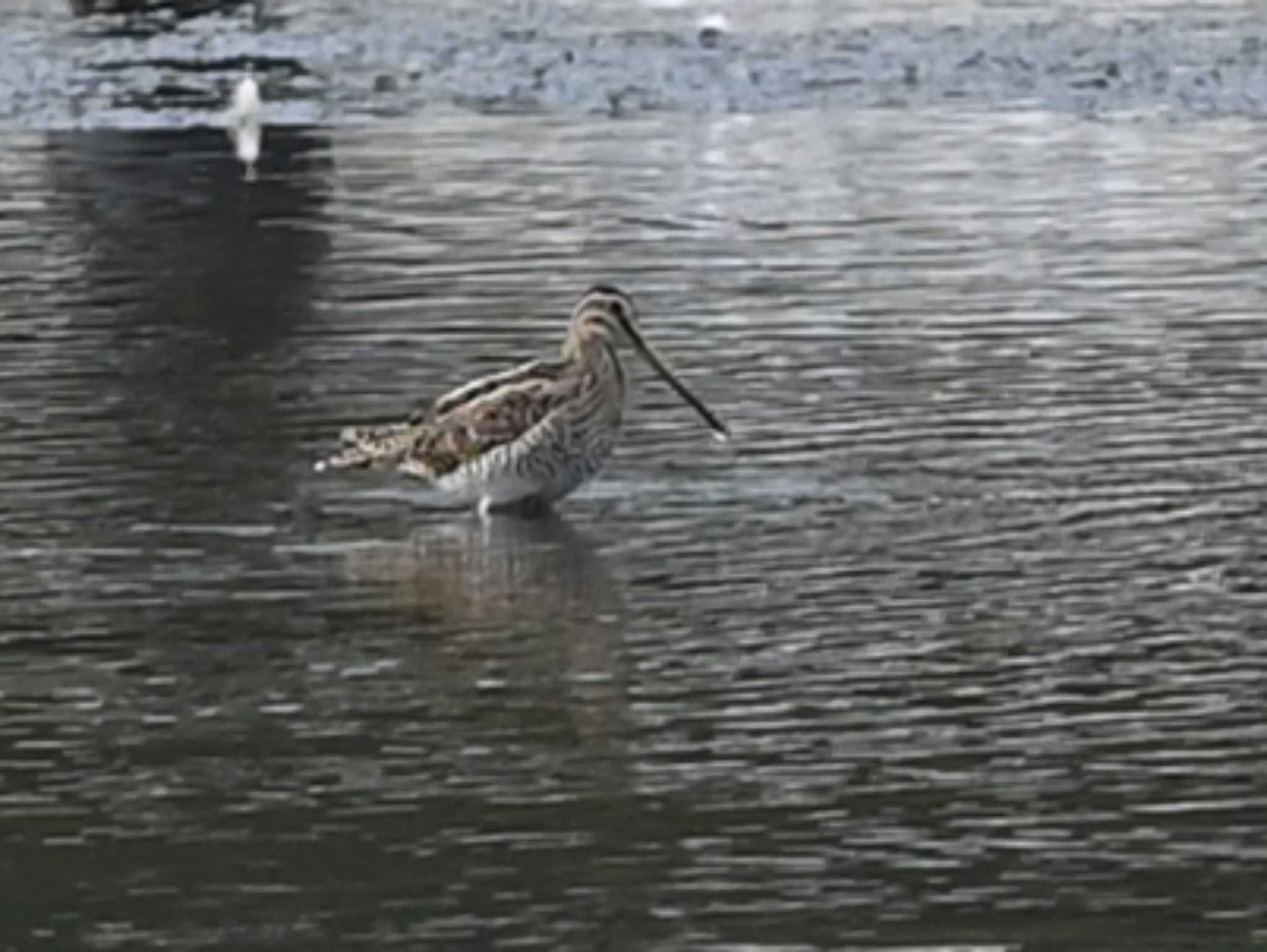 Photo of Common Snipe at 江津湖 by jo6ehm
