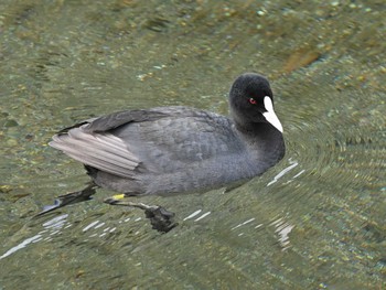 オオバン 江津湖 2024年2月14日(水)