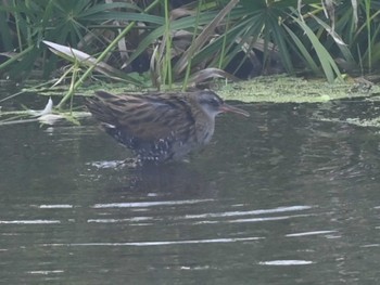 Brown-cheeked Rail 江津湖 Wed, 2/14/2024