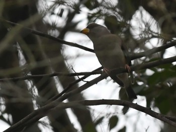 2024年2月14日(水) 江津湖の野鳥観察記録