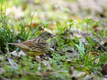 Masked Bunting 佐鳴湖 Sun, 1/28/2024