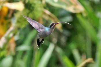 ミドリユミハチドリ Trogon Lodge(Costa Rica) 2024年2月11日(日)