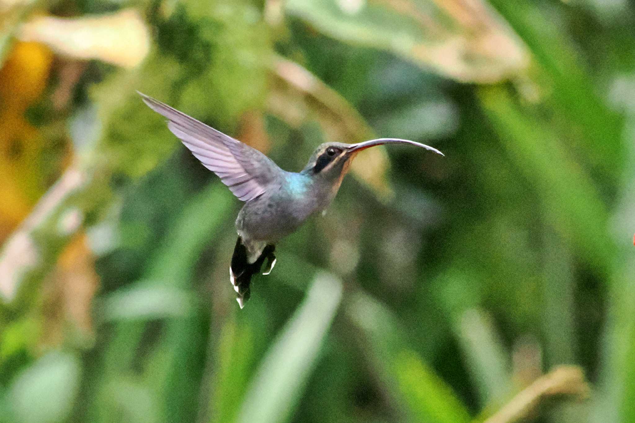 Trogon Lodge(Costa Rica) ミドリユミハチドリの写真 by 藤原奏冥