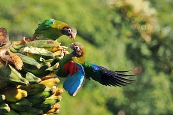 アカミミインコ Tarcoles River Cruise(Costa Rica) 2024年2月10日(土)