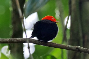 Red-headed Manakin Galería de Colibries y Restaurante Cinchona(Costa Rica) Sun, 2/11/2024