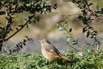 Daurian Redstart 裏高尾 Mon, 2/12/2024