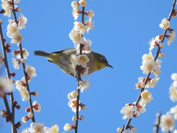 メジロ 埼玉県所沢市 2024年2月14日(水)