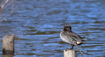 Eurasian Teal 桶ケ谷沼 Sun, 1/28/2024