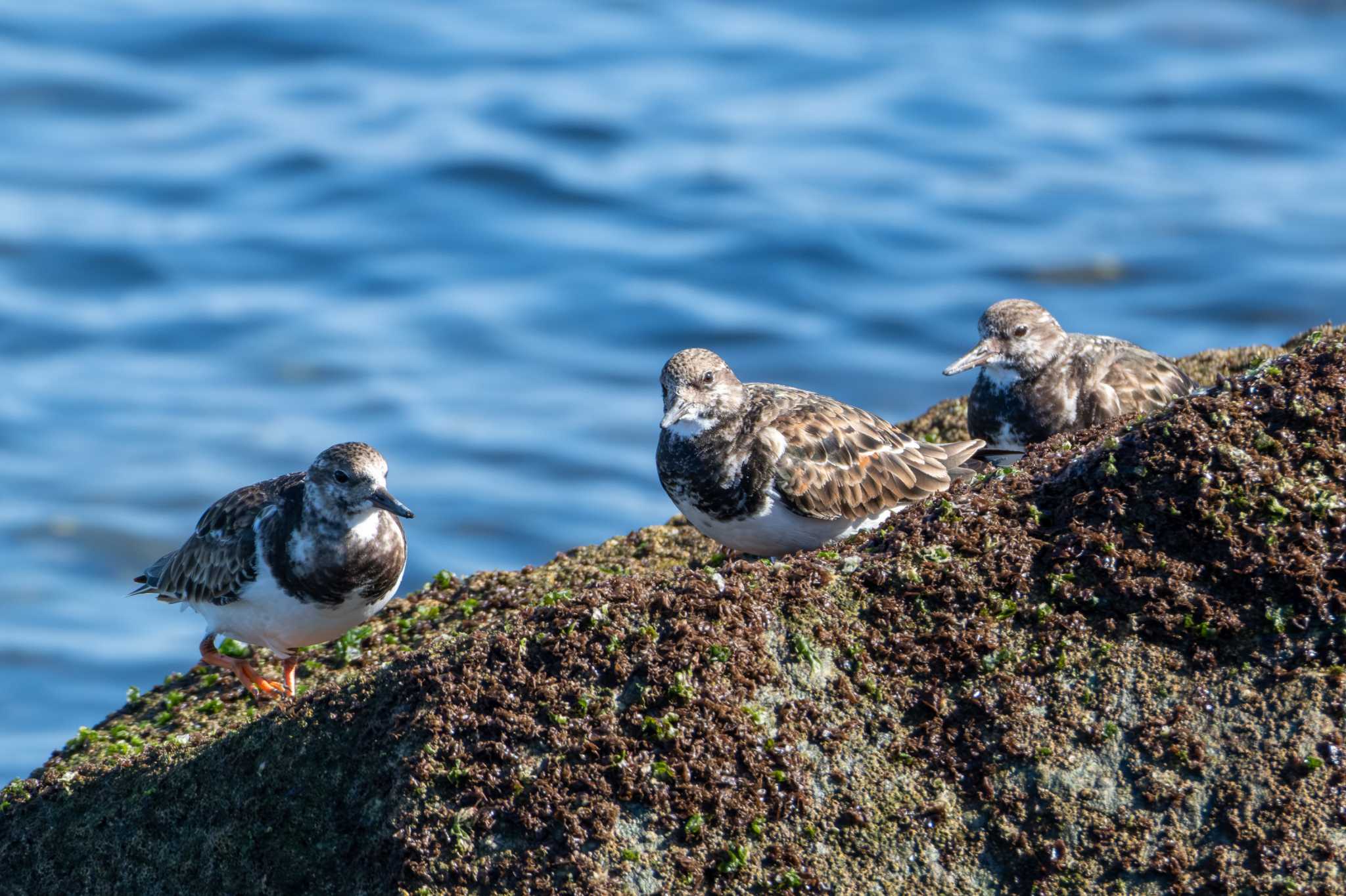 会瀬漁港 キョウジョシギの写真 by MNB EBSW