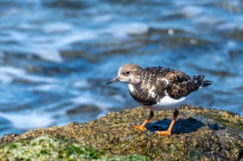 Ruddy Turnstone 会瀬漁港 Wed, 2/14/2024